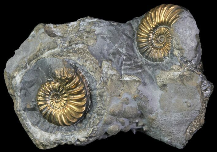 Pyritized Pleuroceras Ammonite Cluster - Germany #64846